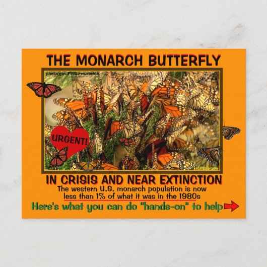 Der Monarch Butterfly ist gefährdet, wie kann man Postkarte (Vorderseite)