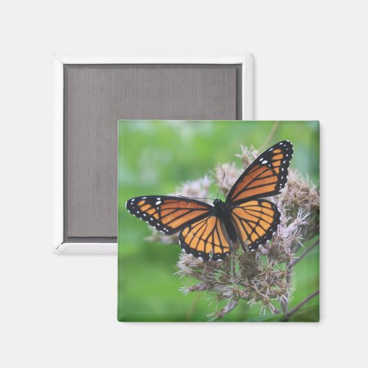 Der Monarch im Wilden Magnet (Vorderseite/Rückseite)