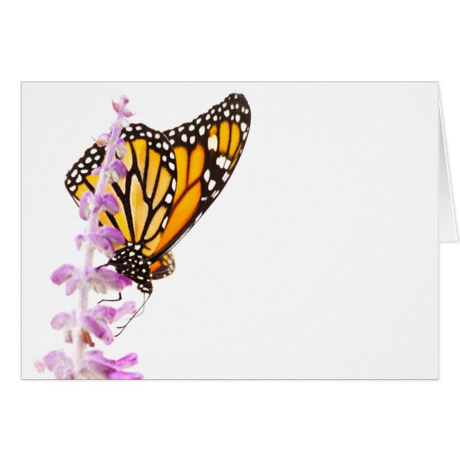 Der Monarch ist auf dem Lavendel (Vorderseite (Horizontal))