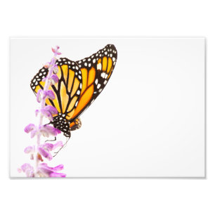 Der Monarch ist auf dem Lavendel Fotodruck