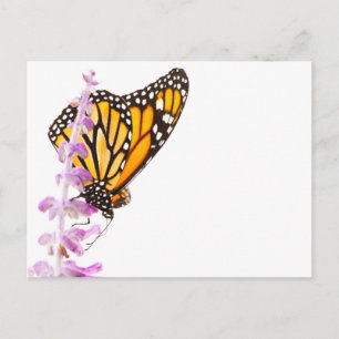 Der Monarch ist auf dem Lavendel Postkarte