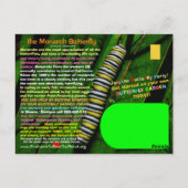 Der Monarchen-Schmetterling ist gefährdet - helfen Postkarte (Rückseite)