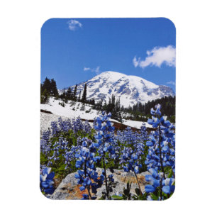 Der Mount Rainier am Paradies-Punkt Magnet