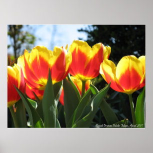 Der Mount- VernonAnwesen-Tulpen Poster