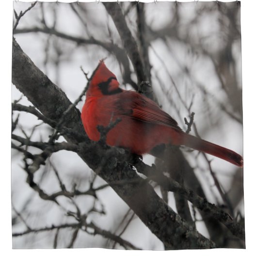 Der Mr. Duwer Vorhang (Vorderseite)