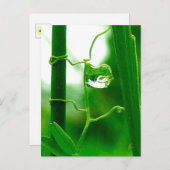 Der Narr, Tarot in Naturmeditation Postkarte (Vorne/Hinten)