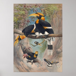 Der Nashornvogel von Joseph Wolf Poster