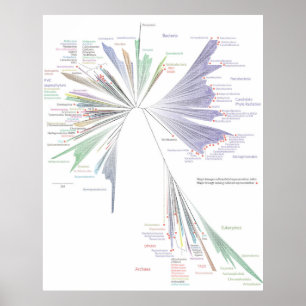 Der neue Baum des Lebensplakats (groß) Poster