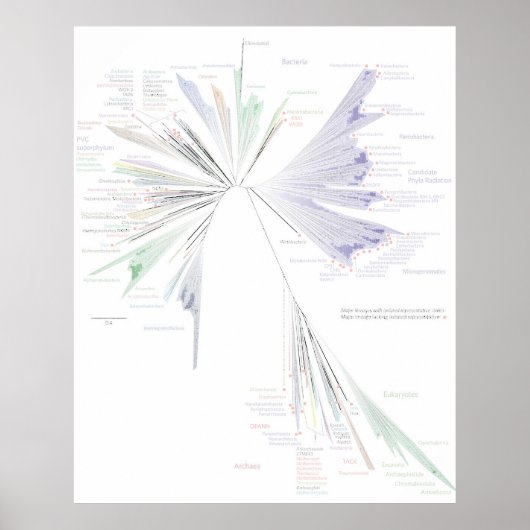 Der neue Baum des Lebensplakats (groß) Poster (Vorne)