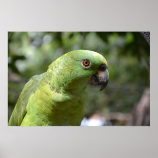Der neugierige Papagei Poster