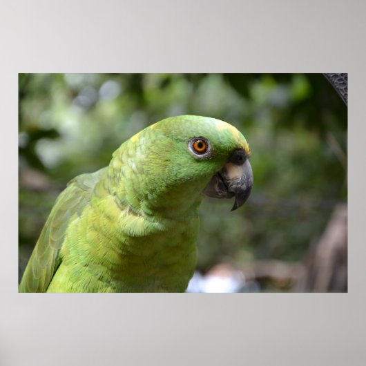 Der neugierige Papagei Poster (Vorne)
