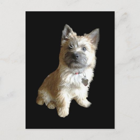 Der Niedlichste Cairn Terrier aller Zeiten!  Niedl Postkarte (Vorderseite)