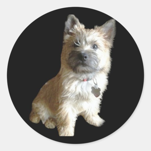Der Niedlichste Cairn Terrier aller Zeiten! Niedli Runder Aufkleber (Vorderseite)