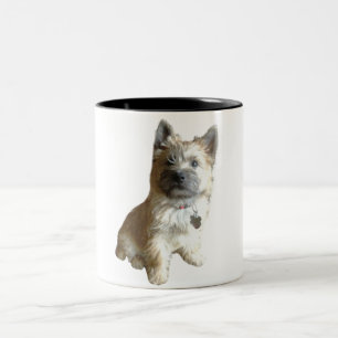 Der niedlichste Cairn-Terrier überhaupt!  Zweifarbige Tasse