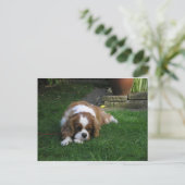 Der niedlichste Hund der Welt ist Hunger Postkarte (Stehend Vorderseite)