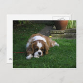 Der niedlichste Hund der Welt ist Hunger Postkarte (Vorne/Hinten)