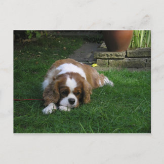 Der niedlichste Hund der Welt ist Hunger Postkarte