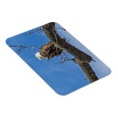 Der Nobeladler Magnet (Rechte Seite)