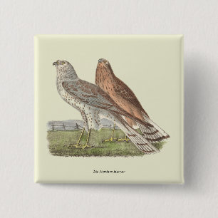 Der Nördliche Harrier (Ringschwanzfalken) NY Bird Button