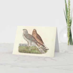 Der Nördliche Harrier (Ringschwanzfalken) NY Bird Karte