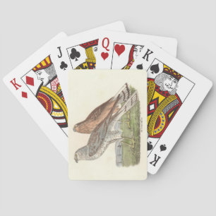 Der Nördliche Harrier (Ringschwanzfalken) NY Bird Spielkarten