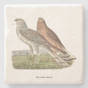 Der Nördliche Harrier (Ringschwanzfalken) NY Bird Steinuntersetzer