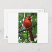 Der nördliche Kardinal Postkarte (Vorne/Hinten)