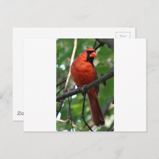 Der nördliche Kardinal Postkarte (Vorne/Hinten)