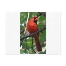 Der nördliche Kardinal