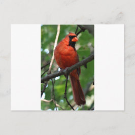 Der nördliche Kardinal Postkarte