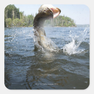Der nördliche Pike sprang aus dem Wasser in einem  Quadratischer Aufkleber