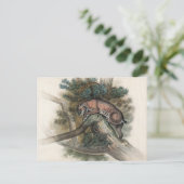 Der norwegische Luchs von Joseph Wolf Postkarte (Stehend Vorderseite)