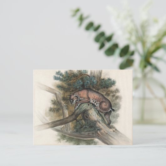 Der norwegische Luchs von Joseph Wolf Postkarte (Stehend Vorderseite)