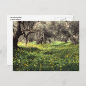 Der Olivenhain Postkarte (Vorne/Hinten)