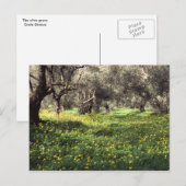 Der Olivenhain Postkarte (Vorne/Hinten)