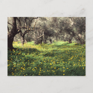 Der Olivenhain Postkarte