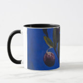der Ölzweig Tasse (Links)