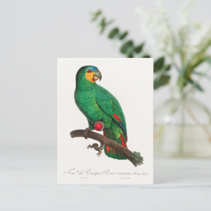 Der Orangeflügel-Amazone Postkarte