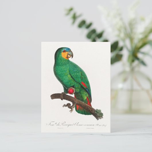 Der Orangeflügel-Amazone Postkarte (Stehend Vorderseite)