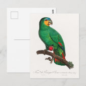 Der Orangeflügel-Amazone Postkarte (Vorne/Hinten)