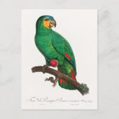 Der Orangeflügel-Amazone Postkarte (Vorderseite)
