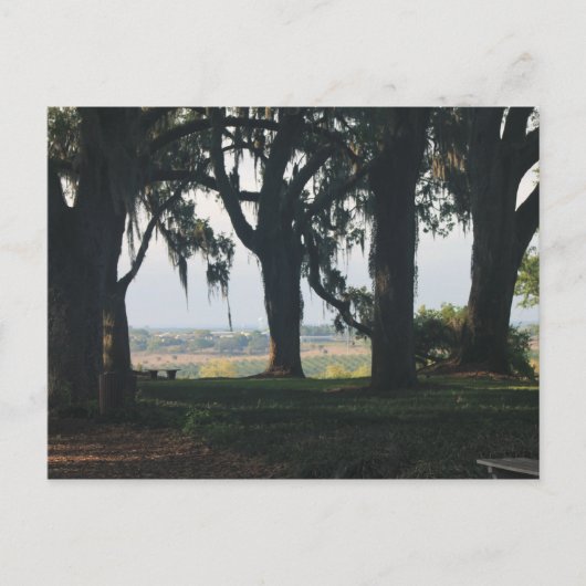 Der Orangenhain hat die Eichenbäume überlebt Postkarte (Vorderseite)