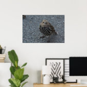 Der Original Angry Bird? Poster (Heimbüro)