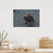 Der Original Angry Bird? Poster (Küche)