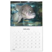 Der Oscar-Spot Kalender (Jan 2026)