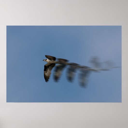 Der Osprey-Flug Poster (Vorne)