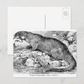 Der Otter Postkarte (Vorne/Hinten)
