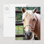 Der Palomino-Blick Postkarte (Vorne/Hinten)