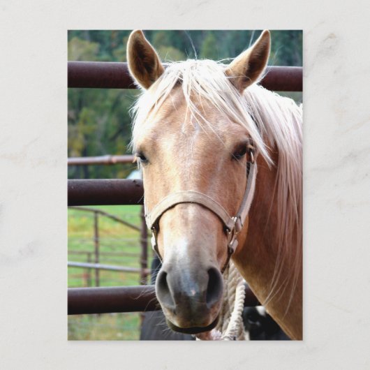 Der Palomino-Blick Postkarte (Vorderseite)