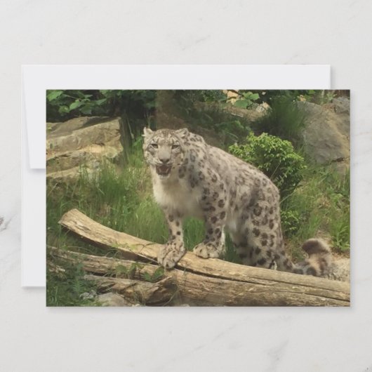 Der Panther (Vorderseite)